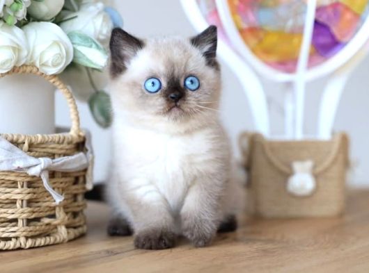 En Nadide Çikolata Point British Shorthair