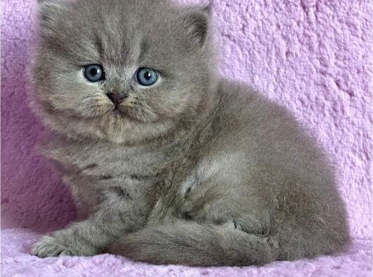 Çiçeğimiz Gri British Longhair görsel