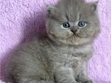Çiçeğimiz Gri British Longhair