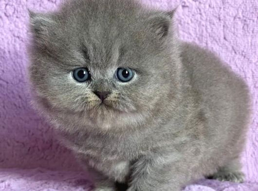 Çiçeğimiz Gri British Longhair görsel