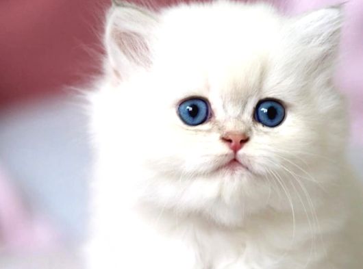 Benzeri Olmayan NS1133 British Longhair