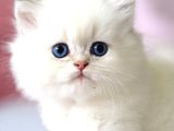 Benzeri Olmayan Ns1133 British Longhair