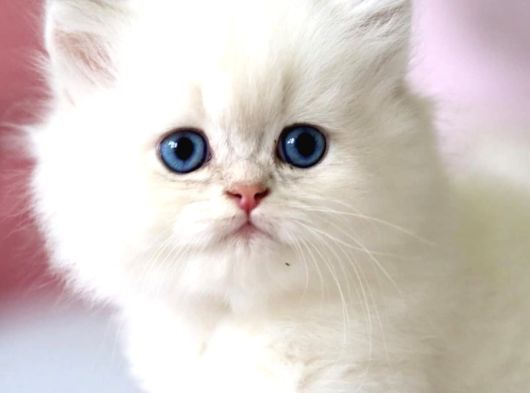 Benzeri Olmayan Ns1133 British Longhair görsel