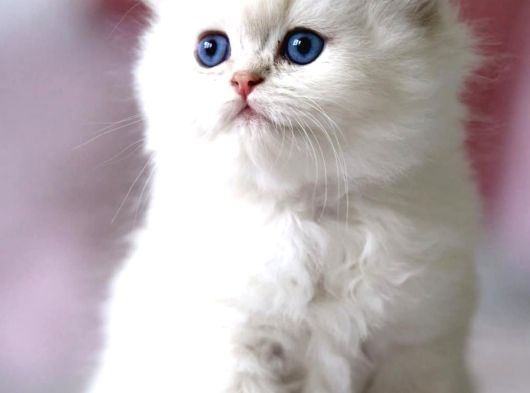 Benzeri Olmayan Ns1133 British Longhair görsel