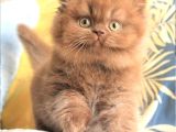 Türünün Tek Örneği Chocolate British Longhair