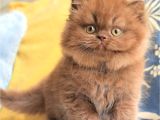 Türünün Tek Örneği Chocolate British Longhair