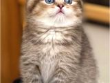 Birinci Sınıf Black Golden Scottish Fold Shorthair