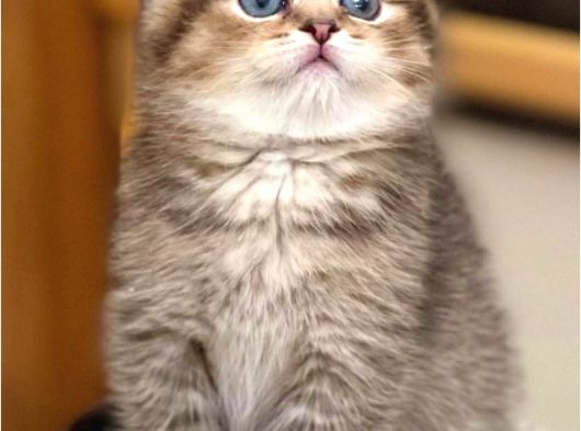 Birinci Sınıf Black Golden Scottish Fold Shorthair görsel