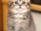 Birinci Sınıf Black Golden Scottish Fold Shorthair