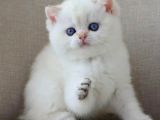 En Sakin Yavrularımızdan NS1133 British Shorthair
