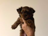 Petmode Köpek Çifrtliğinden Tea Cup Morkie Yavrular
