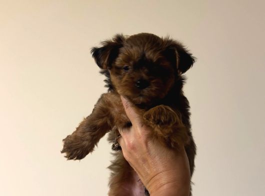 Petmode Köpek Çifrtliğinden Tea Cup Morkie Yavrular görsel