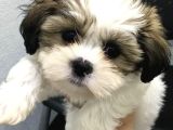 BİBLO GİBİ SHİH TZU BEBEKLER