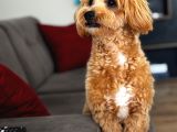 10 aylık erkek maltıpoo