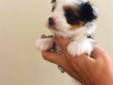 Petmode Köpek Çifrtliğinden Tea Cup Morkie Yavrular