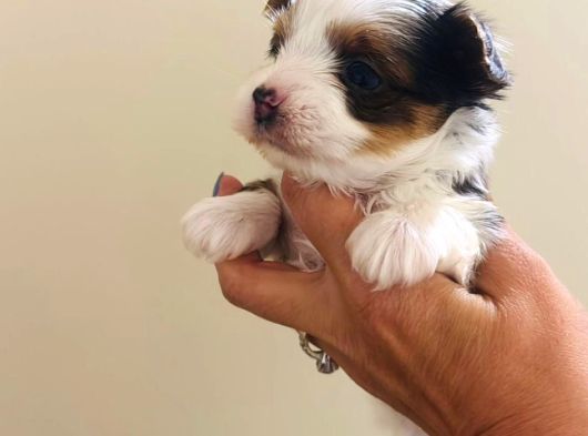 Petmode Köpek Çifrtliğinden Tea Cup Morkie Yavrular görsel