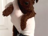 Teacup Poodle Yavrular