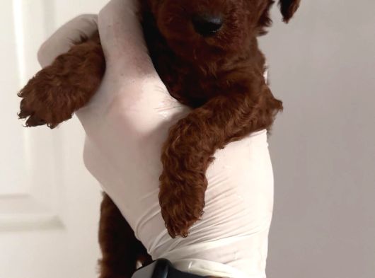 Teacup Poodle Yavrular görsel