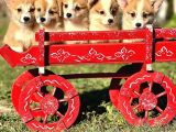 Petmode Köpek Çiftliğinde Ziyarete Açık Welsh Corgi Yavrular