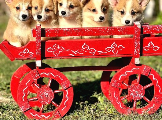 Petmode Köpek Çiftliğinde Ziyarete Açık Welsh Corgi Yavrular görsel