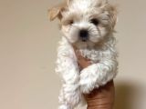 Petmode Köpek Çifrtliğinden Tea Cup Morkie Yavrular