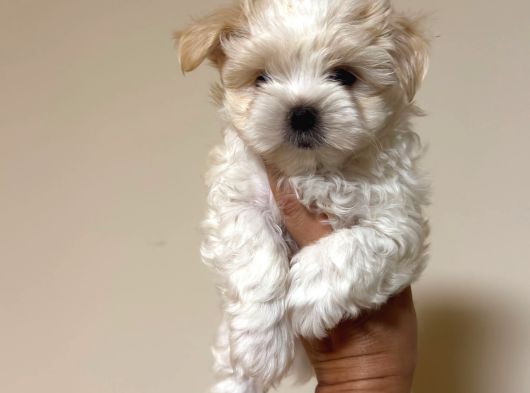 Petmode Köpek Çifrtliğinden Tea Cup Morkie Yavrular görsel