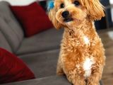 10 aylık erkek maltıpoo