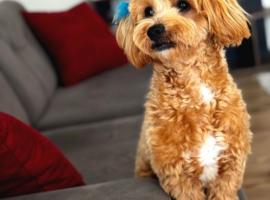 10 Aylık Erkek Maltıpoo