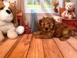 TOY POODLE KURABİYELER