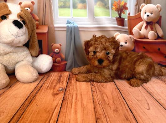 Toy Poodle Kurabi̇yeler