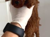 Teacup Poodle Yavrular