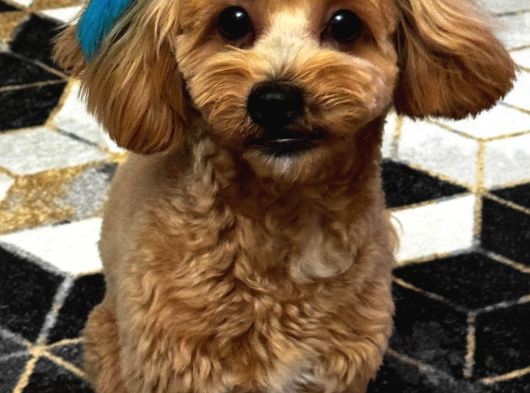 10 Aylık Erkek Maltıpoo görsel