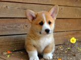 Petmode Köpek Çiftliğinde Ziyarete Açık Welsh Corgi Yavrular
