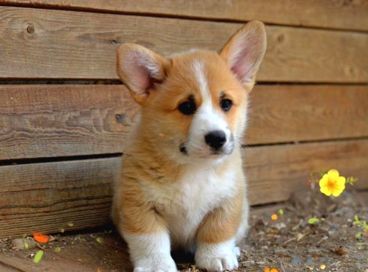 Petmode Köpek Çiftliğinde Ziyarete Açık Welsh Corgi Yavrular görsel