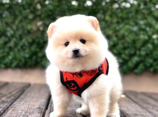 Ayıcık Surat Pomeranian Yavrular görsel