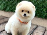 Ayıcık Surat Pomeranian Yavrular