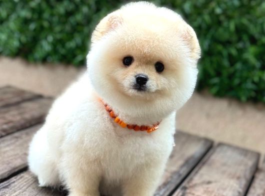 Ayıcık Surat Pomeranian Yavrular görsel