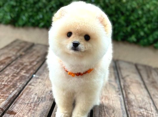 Ayıcık Surat Pomeranian Yavrular