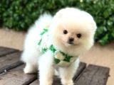 Ayıcık Surat Pomeranian Yavrular