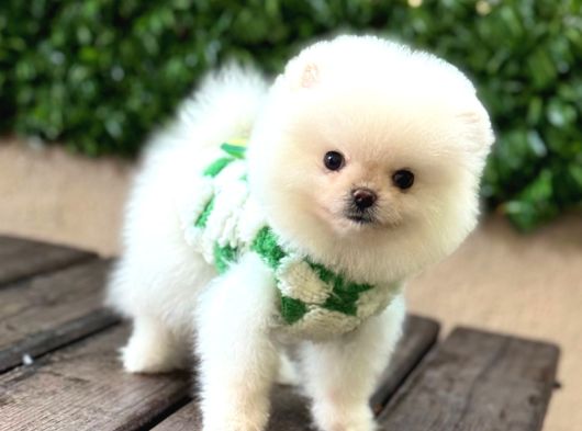 Ayıcık Surat Pomeranian Yavrular görsel