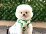 Ayıcık Surat Pomeranian Yavrular