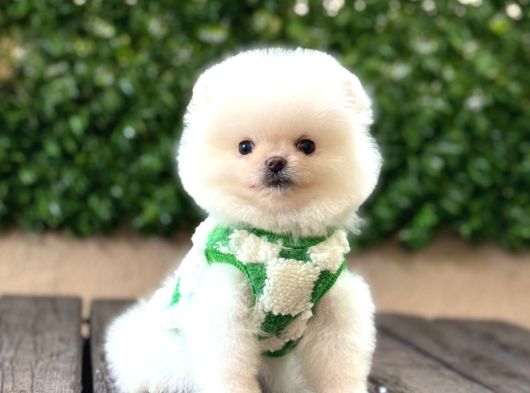 Ayıcık Surat Pomeranian Yavrular görsel
