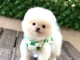 Ayıcık Surat Pomeranian Yavrular