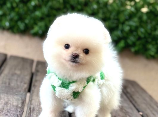 Ayıcık Surat Pomeranian Yavrular görsel