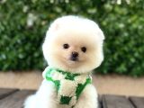 Ayıcık Surat Pomeranian Yavrular