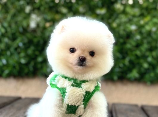 Ayıcık Surat Pomeranian Yavrular görsel