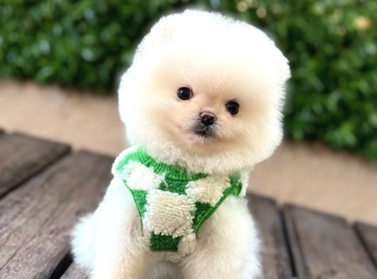 Ayıcık Surat Pomeranian Yavrular