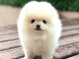 A Kalite Pomeranian Boo Yavrular