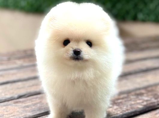 A Kalite Pomeranian Boo Yavrular görsel