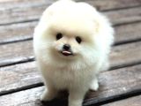 A Kalite Pomeranian Boo Yavrular